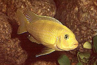 Pseudotropheus lombardoi, : aquarium