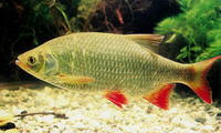 Scardinius erythrophthalmus, Rudd: fisheries, aquaculture, gamefish, aquarium, bait