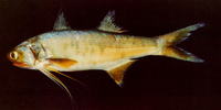 Polydactylus opercularis, Yellow bobo: fisheries