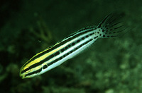 Meiacanthus grammistes, Striped poison-fang blenny: aquarium