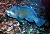 Scarus perrico, Bumphead parrotfish: aquarium