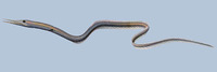 Serrivomer sector, Sawtooth eel: