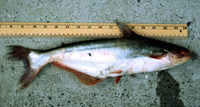 Pseudolais micronemus, Shortbarbel pangasius: fisheries, aquaculture