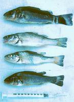 Percichthys trucha, Creole perch: fisheries, gamefish