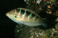 Halichoeres binotopsis, : aquarium