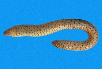 Uropterygius supraforatus, Many-toothed snake moray: fisheries
