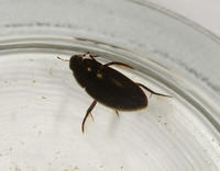 Image of: Hydrophilidae (water scavenger beetles)