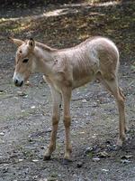 Equus hemionus kulan - Turkmenian Kulan