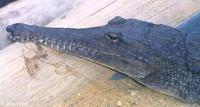 Image of: Crocodylus johnstoni (Johnston's crocodile)