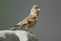 Mongolian Finch - Rhodopechys mongolica