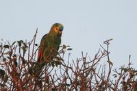 Turquioise-fronted  parrot   -   Amazona  aestiva   -   Amazzone  fronteturchese
