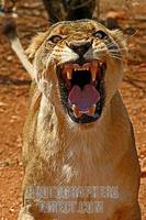 Young Lion hissing , portrait stock photo