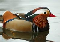 Another picture of a mandarin duck, but this one has its head tilted winsomely to one side.