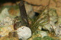 : Ambystoma macrodactylum; Long-toed Salamander