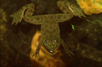 : Euphlyctis cyanophlyctis; Common Skittering Frog