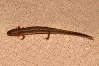 : Eurycea sp.