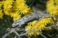 : Bradypodion occidentale; Namaqua Dwarf Chameleon