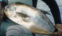 Trachinotus maxillosus, Guinean pompano: fisheries, gamefish