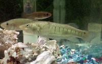 Fundulus similis, Longnose killifish: aquarium