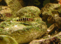 Centropristis ocyurus, Bank sea bass: