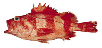 Sebastes babcocki, Redbanded rockfish: fisheries