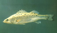 Lateolabrax japonicus, Japanese seaperch: fisheries, aquaculture, gamefish