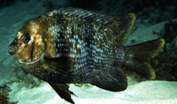Parma polylepis, Banded parma: aquarium