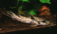 Amarginops ornatus, Ornate bagrid: fisheries, aquarium