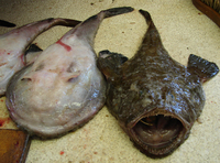 Lophius vomerinus, Cape monk: fisheries