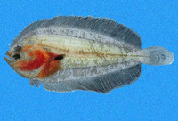 Monolene asaedai, Asaedae flounder: