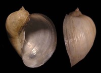 Radix auricularia - Ear pond snail
