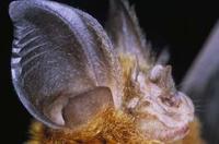 Image of: Rhinolophus (horseshoe bats)