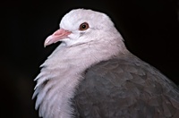 Nesoenas mayeri - Mauritius Pink Pigeon