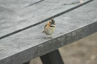 Zonotrichia capensis - Rufous-collared Sparrow