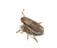 Image of: Cercopidae (froghoppers and spittlebugs)