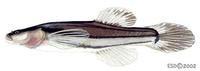 Image of: Chologaster cornuta (swampfish)