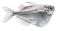Image of: Gasteropelecus sternicla (common hatchetfish)