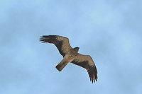 Booted Eagle - Aquila pennatus