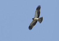 Booted Eagle (Hieraaetus pennatus) photo