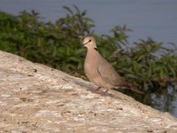 Vinaceous Dove - Streptopelia vinacea