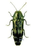 Coroebus kiangsuanus - 검정얼룩비단벌레