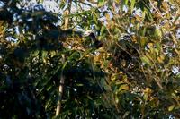 Blue-throated  piping-guan   -   Pipile  cumanensis   -   Gran  fischiatore  golablu