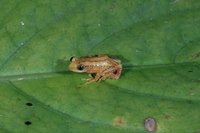 : Afrixalus brachycnemis; Short-legged Spiny Reed Frog