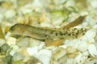 : Salamandra salamandra gallaica; Fire Salamander