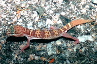 : Coleonyx variegatus variegatus; Desert Banded Gecko