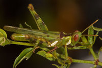 : Bootettix argentatus; Creosote Bush Grasshopper