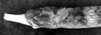 Cosmocampus albirostris, Whitenose pipefish: