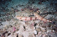 Synodus variegatus, Variegated lizardfish: fisheries