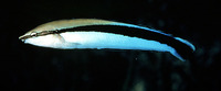 Aspidontus taeniatus, False cleanerfish: aquarium