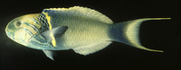 Thalassoma hebraicum, Goldbar wrasse: fisheries, aquarium